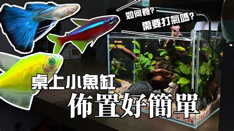 魚缸可以養什麼|新手設缸：養魚必備的7個設備